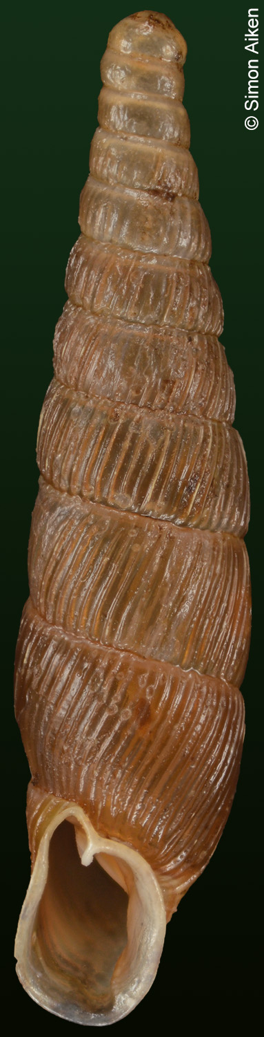 Euxina circumdata