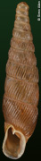 Euxina circumdata