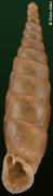 Galeata cilicica