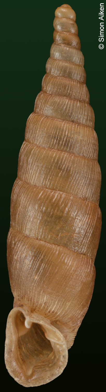 Galeata cilicica
