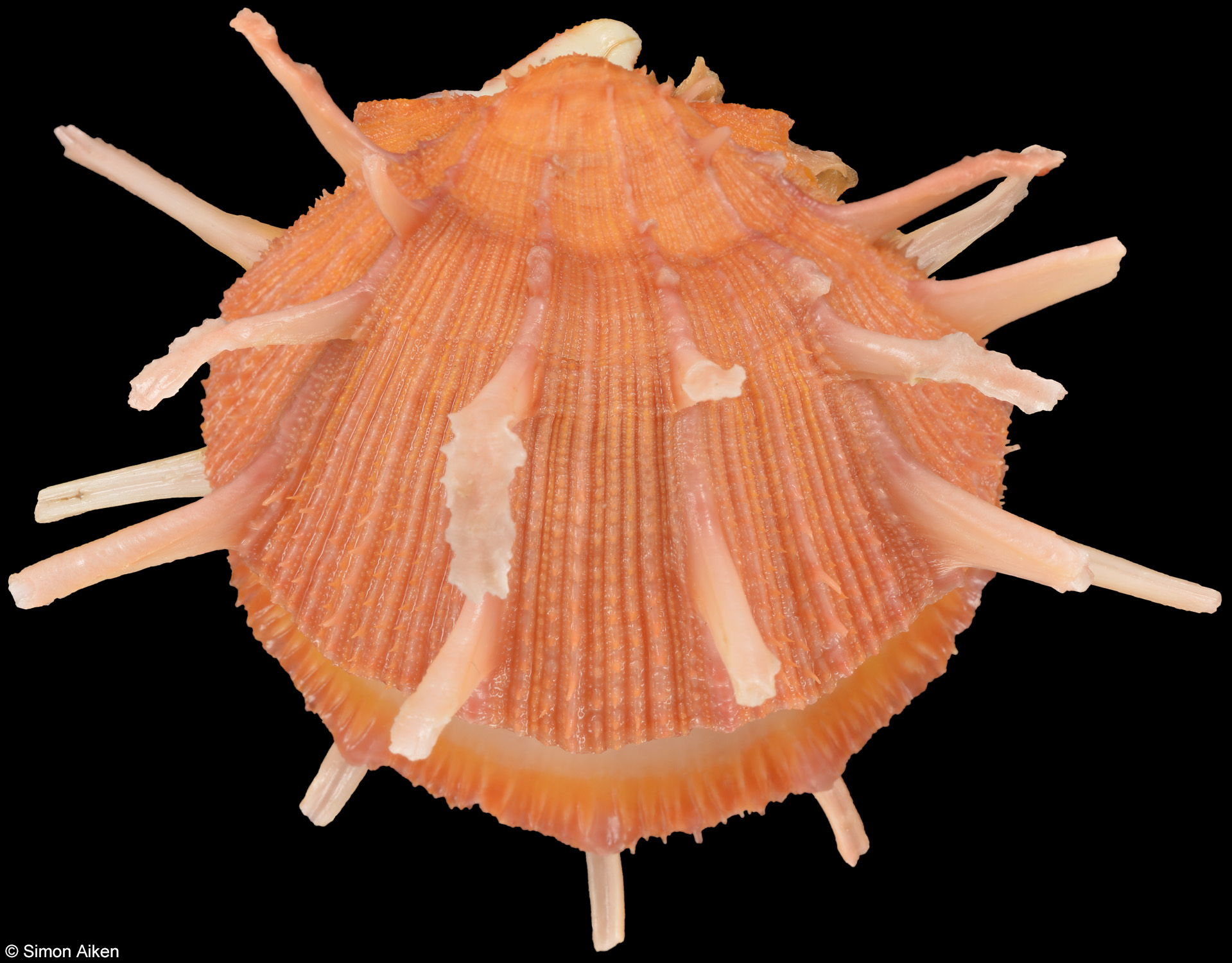 Spondylus reesianus