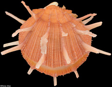 Spondylus reesianus