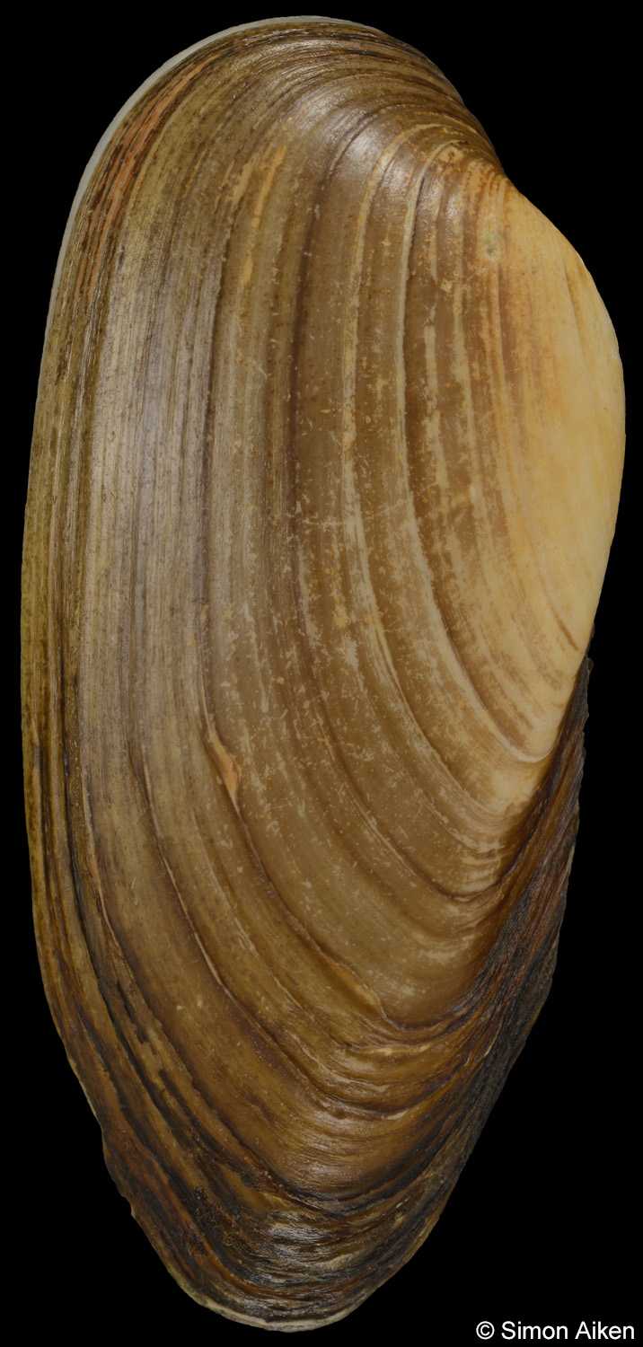 Unio pictorum