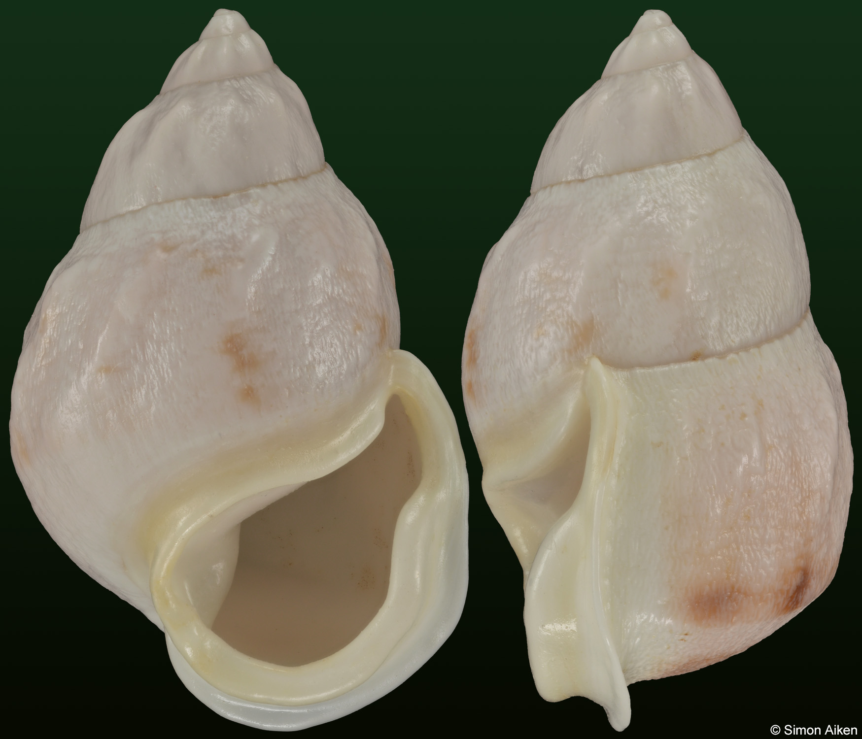 Auris egregia