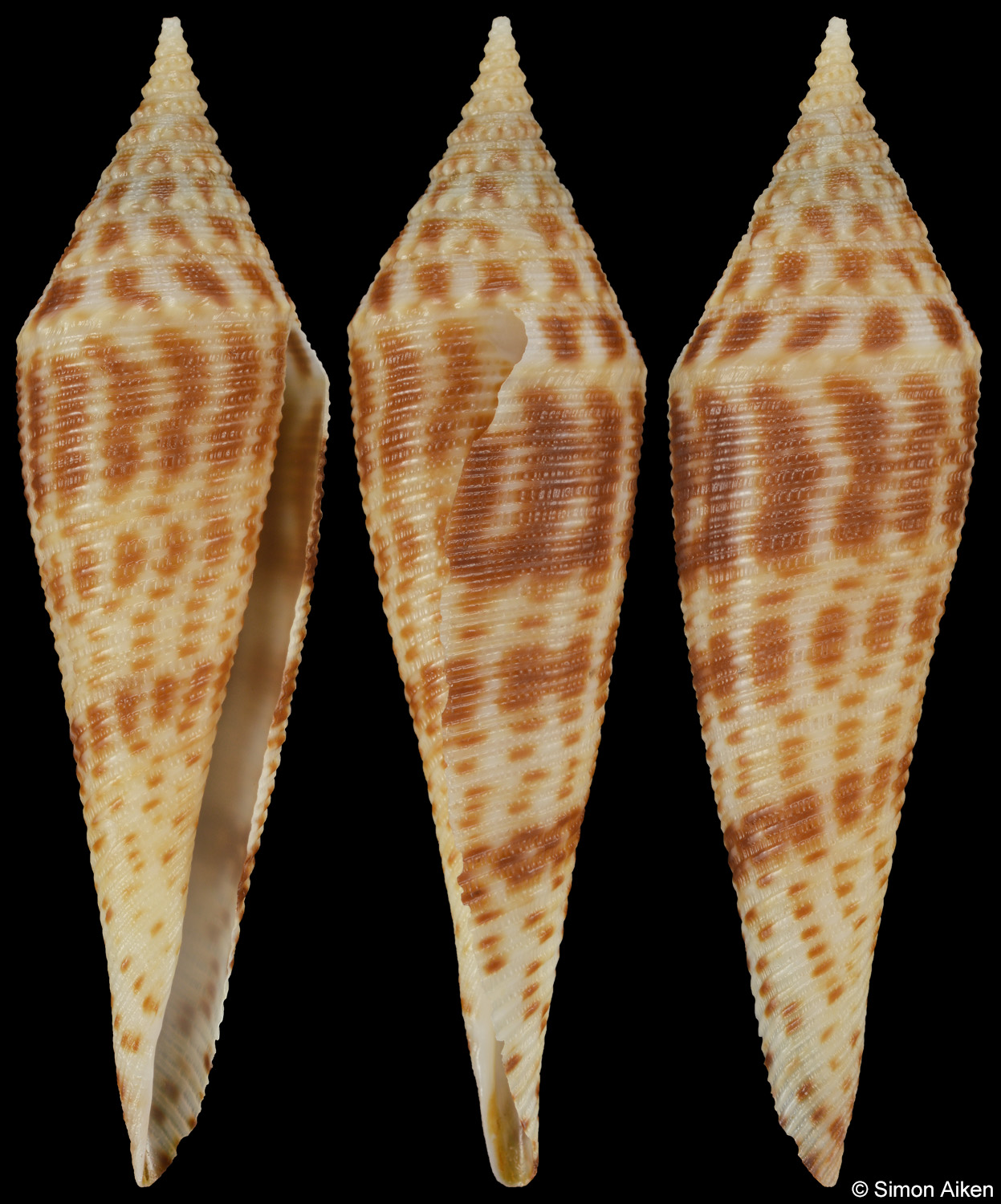 Conus edpetuchi