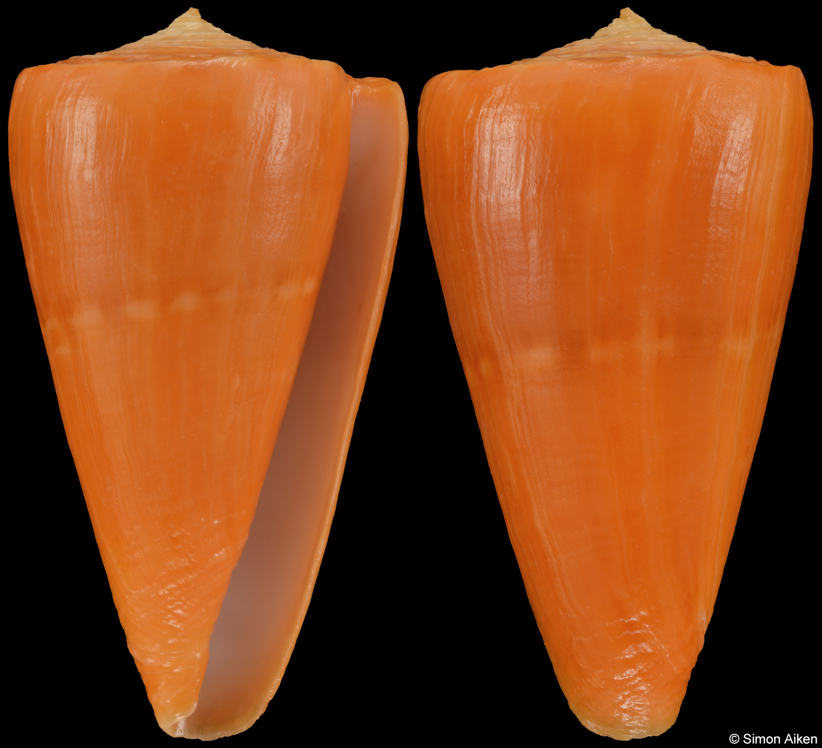 Conus quasidaucus