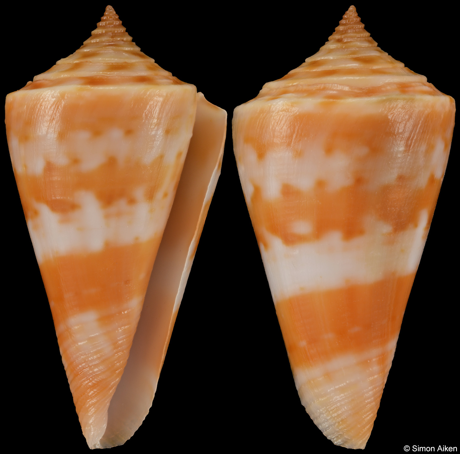 Conus carioca