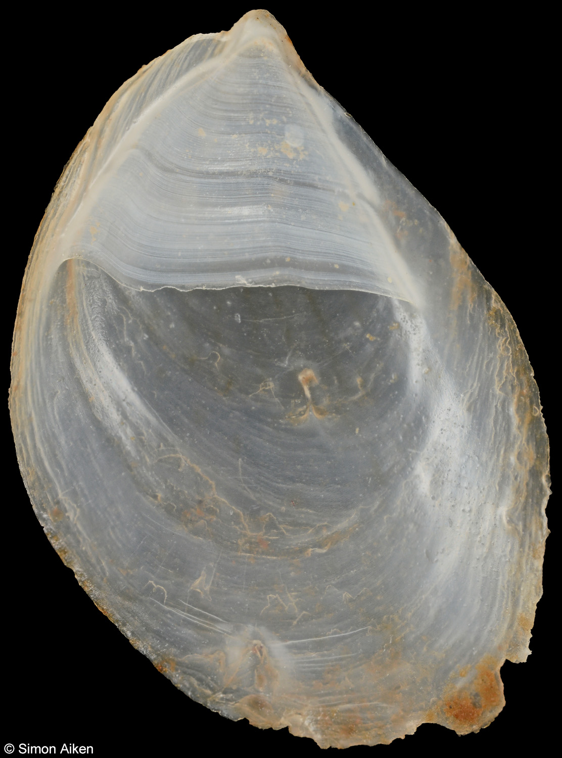 Crepidula intratesta