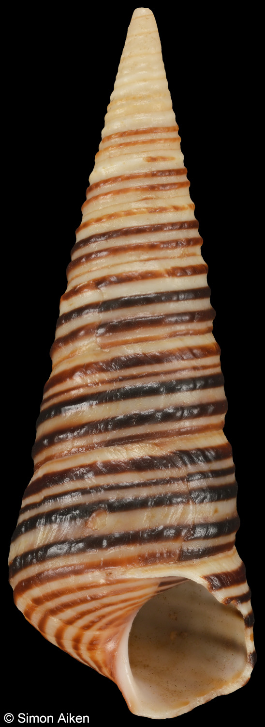 Incatella cingulata