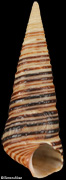 Incatella cingulata