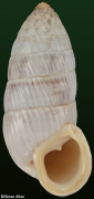 Cerion maritimum sublaevigatum