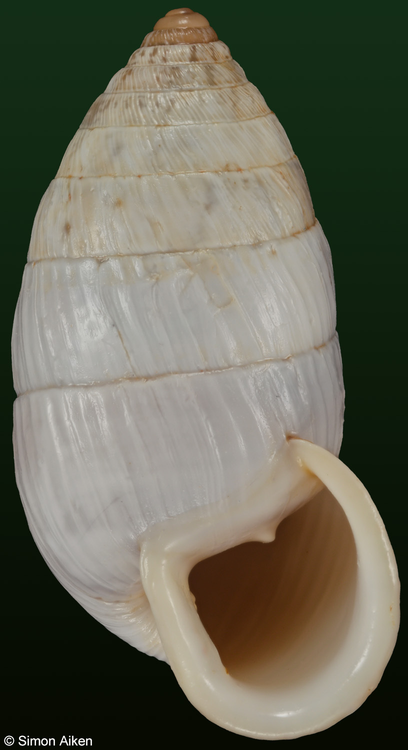 Cerion maritimum