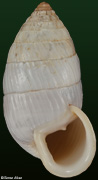 Cerion maritimum