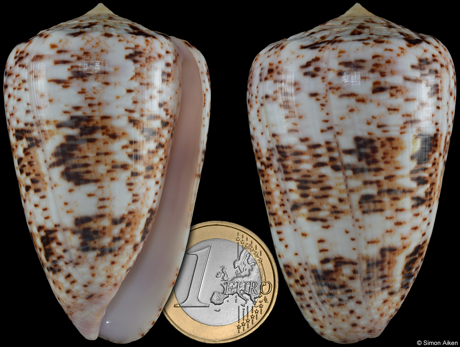 Conus zeylanicus