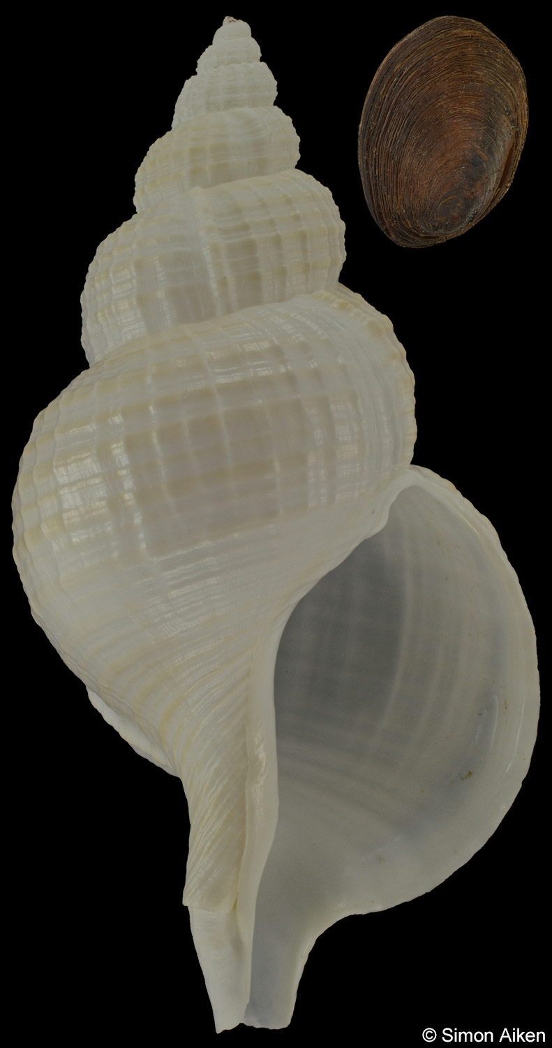 Fusitriton magellanicus