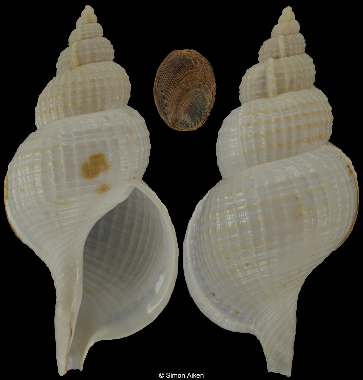 Fusitriton magellanicus