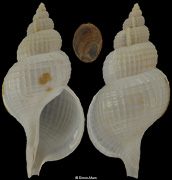 Fusitriton magellanicus