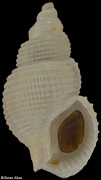Nassarius wolffi