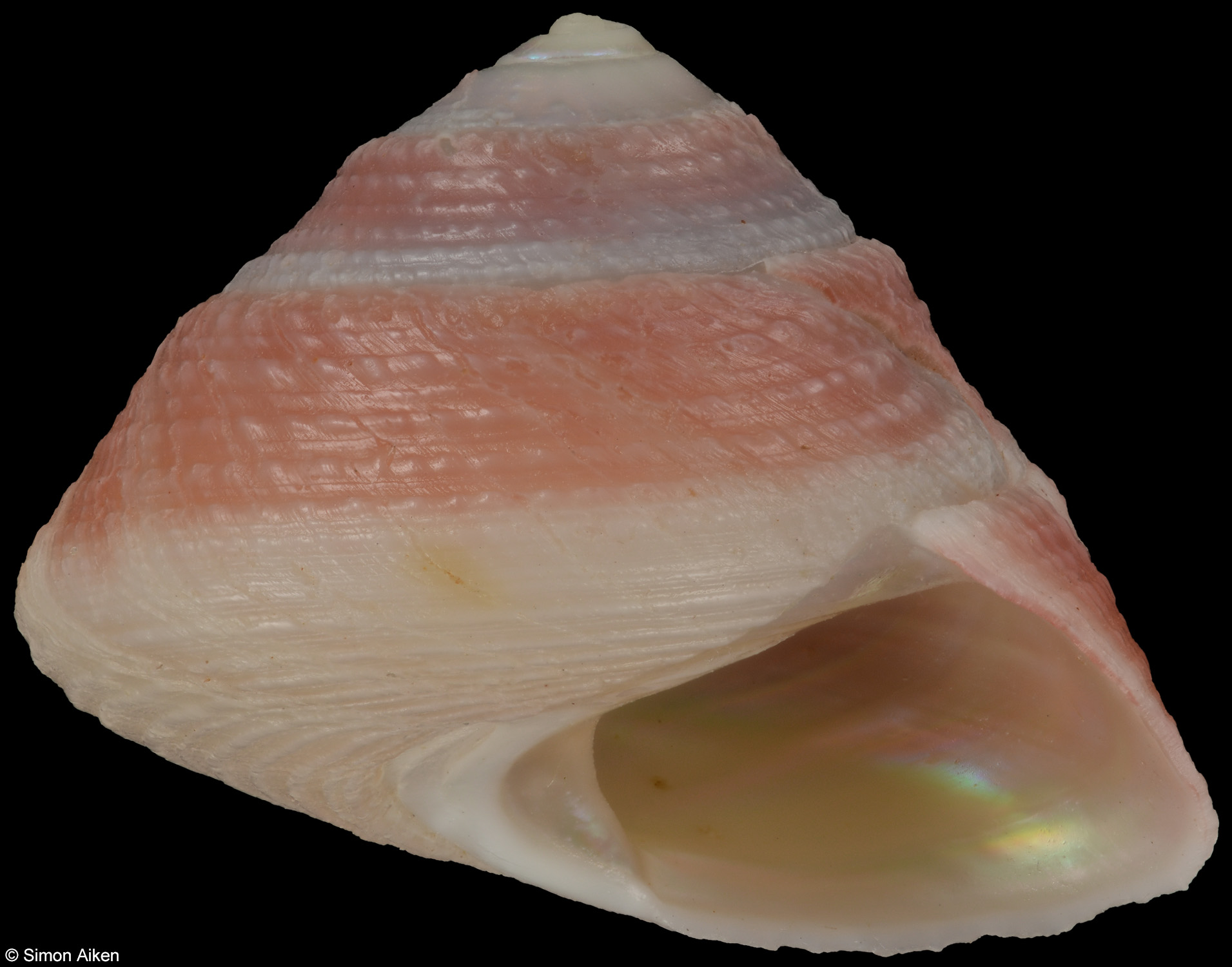Callumbonella namibiensis