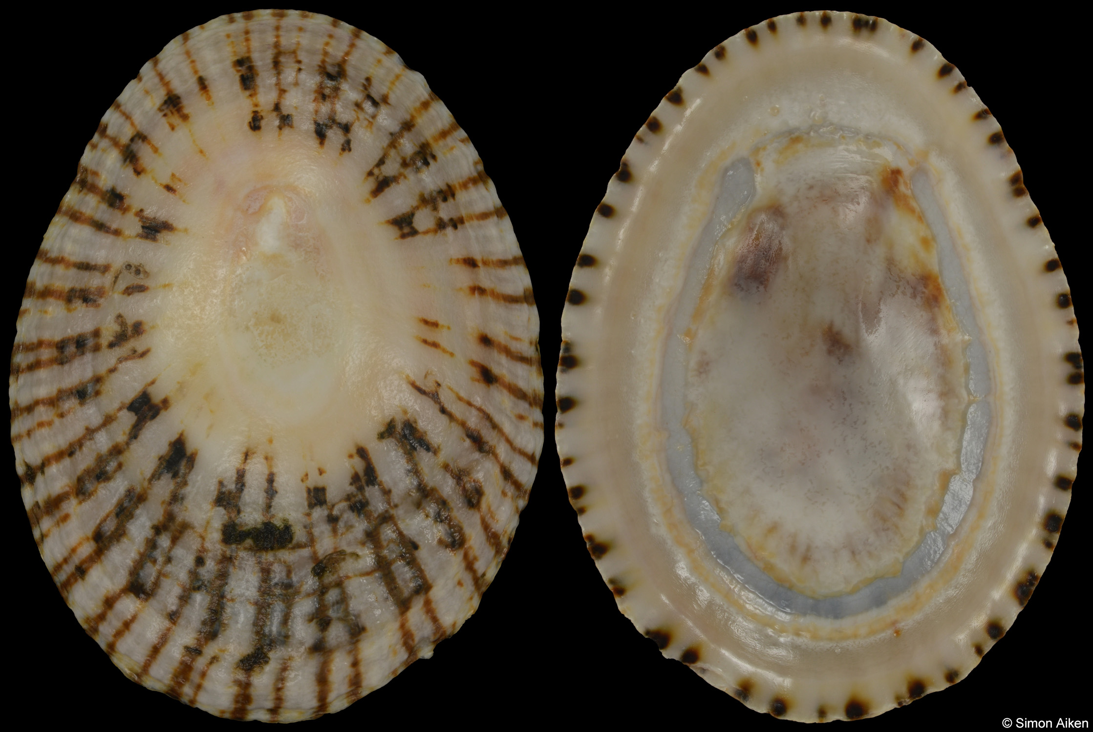 Cymbula safiana