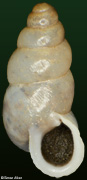 Pupoides calaharicus