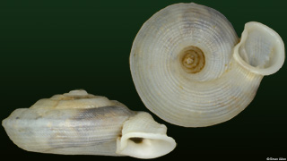Sculptaria sculpturata