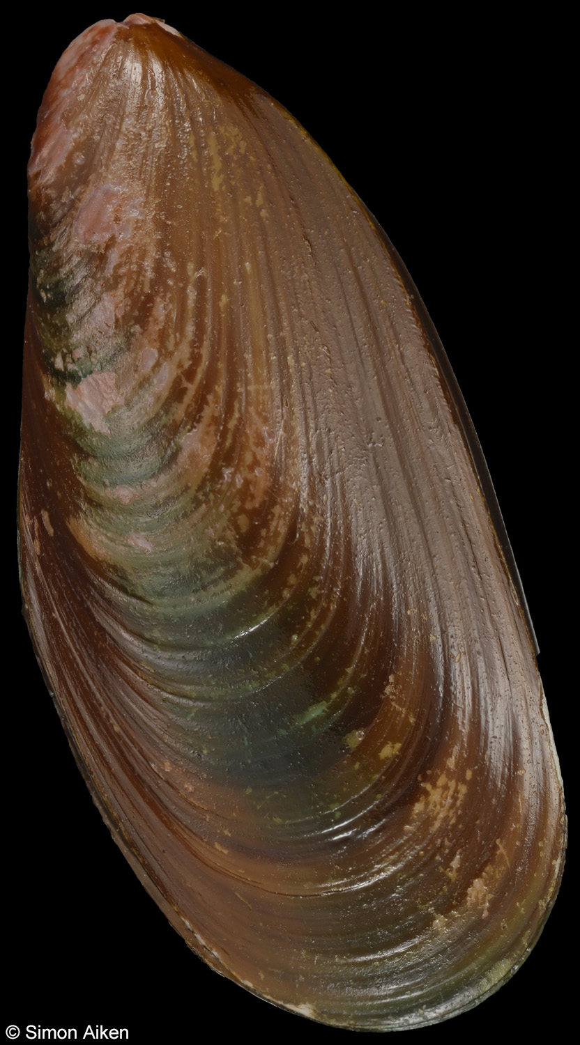 Semimytilus patagonicus