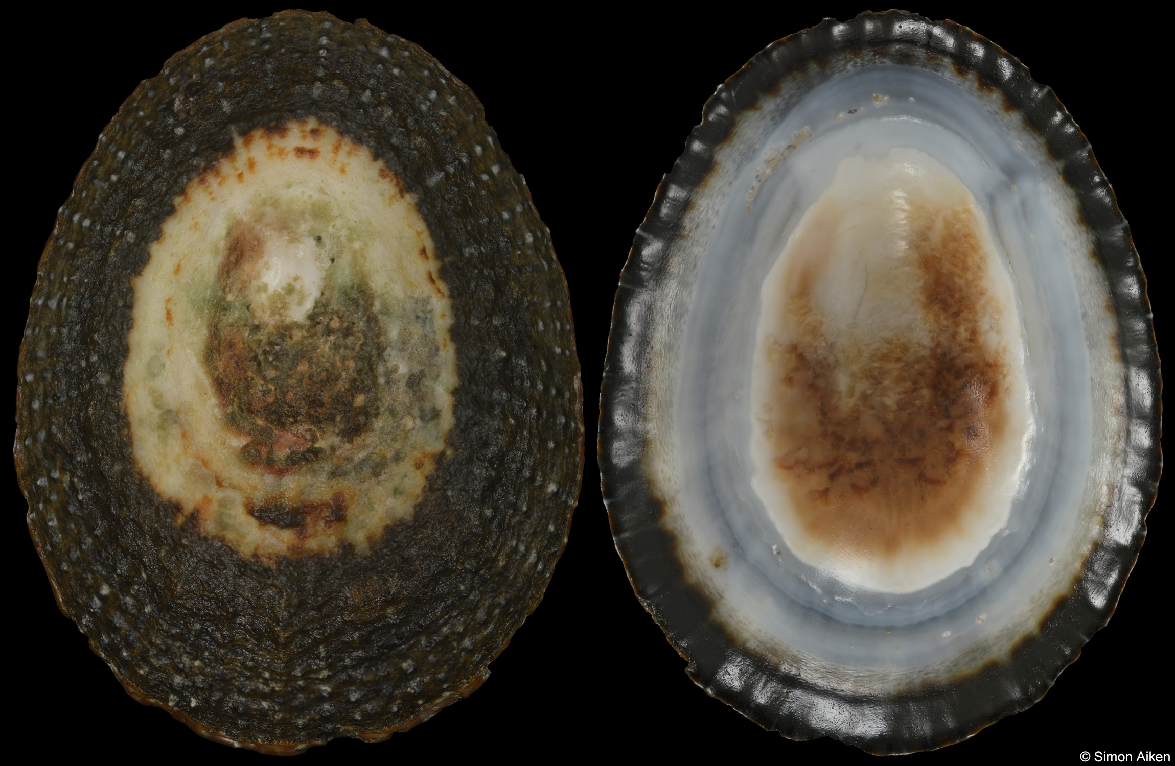 Scutellastra granularis