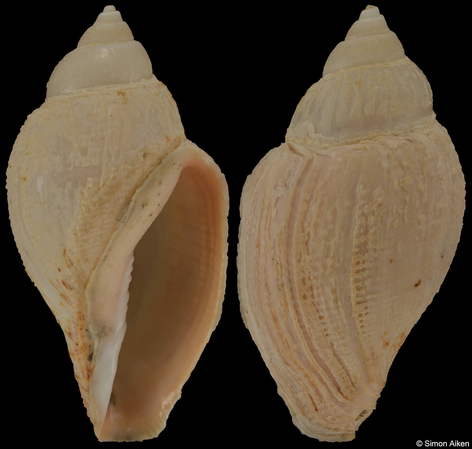 Athleta lutosa
