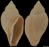 Athleta lutosa