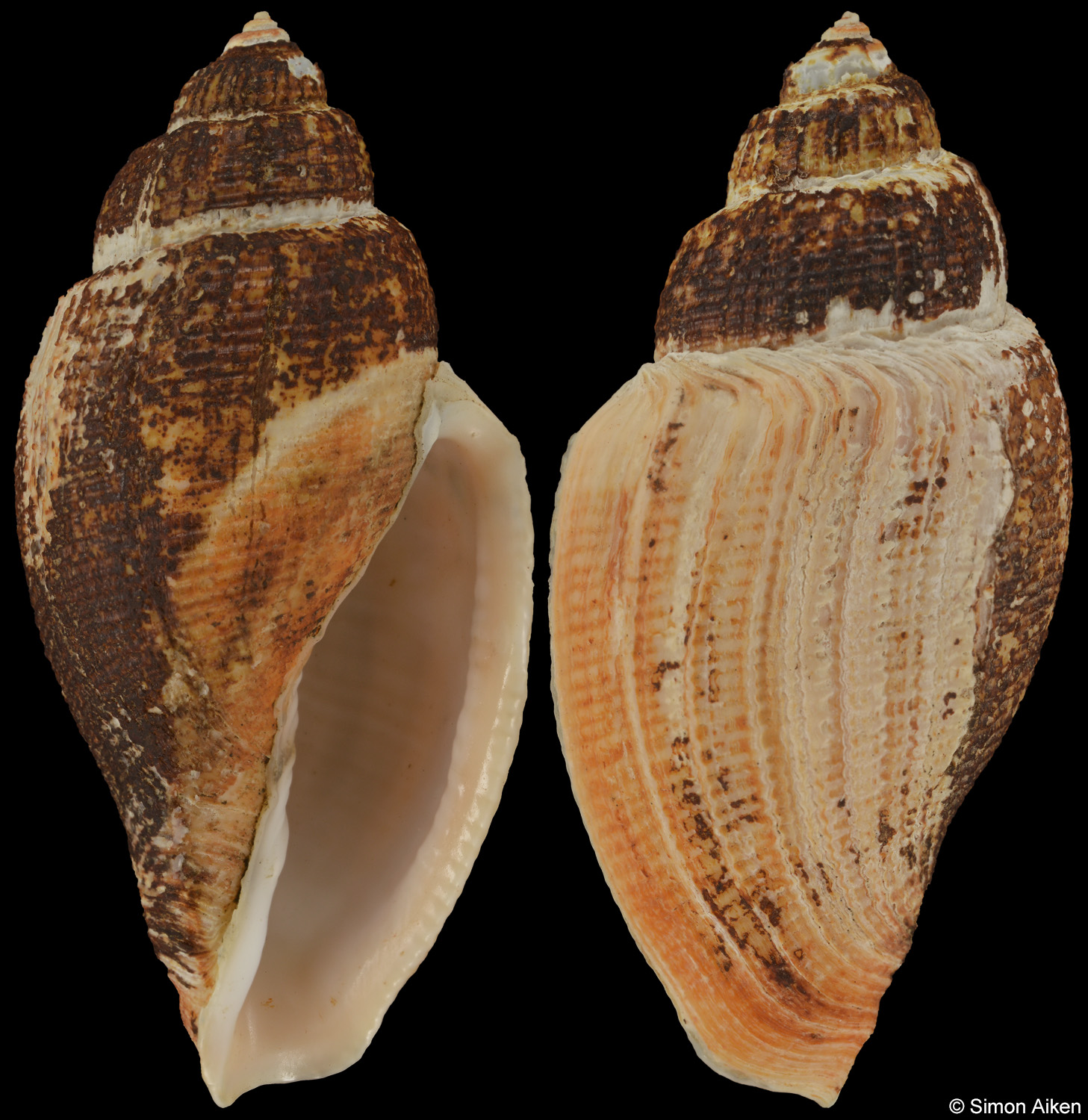 Athleta kuisebensis