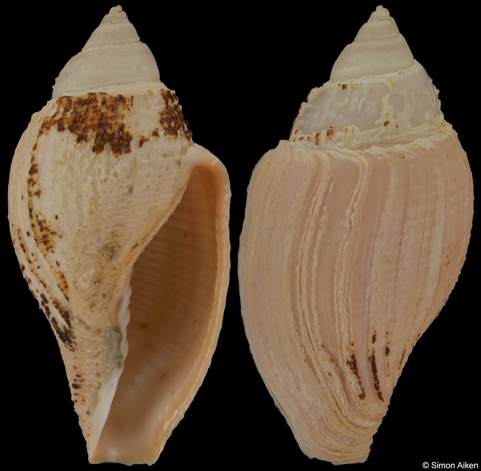 Athleta easoni