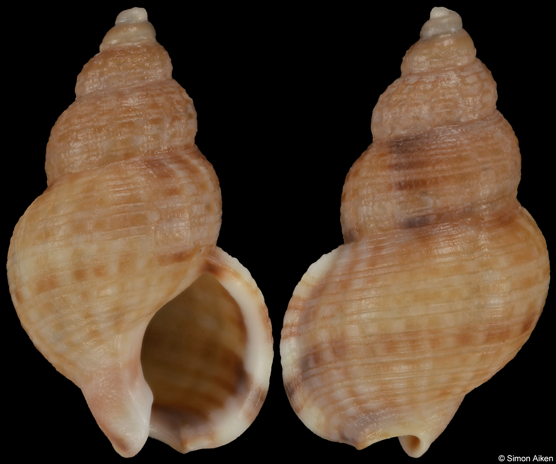 Nassarius signatus