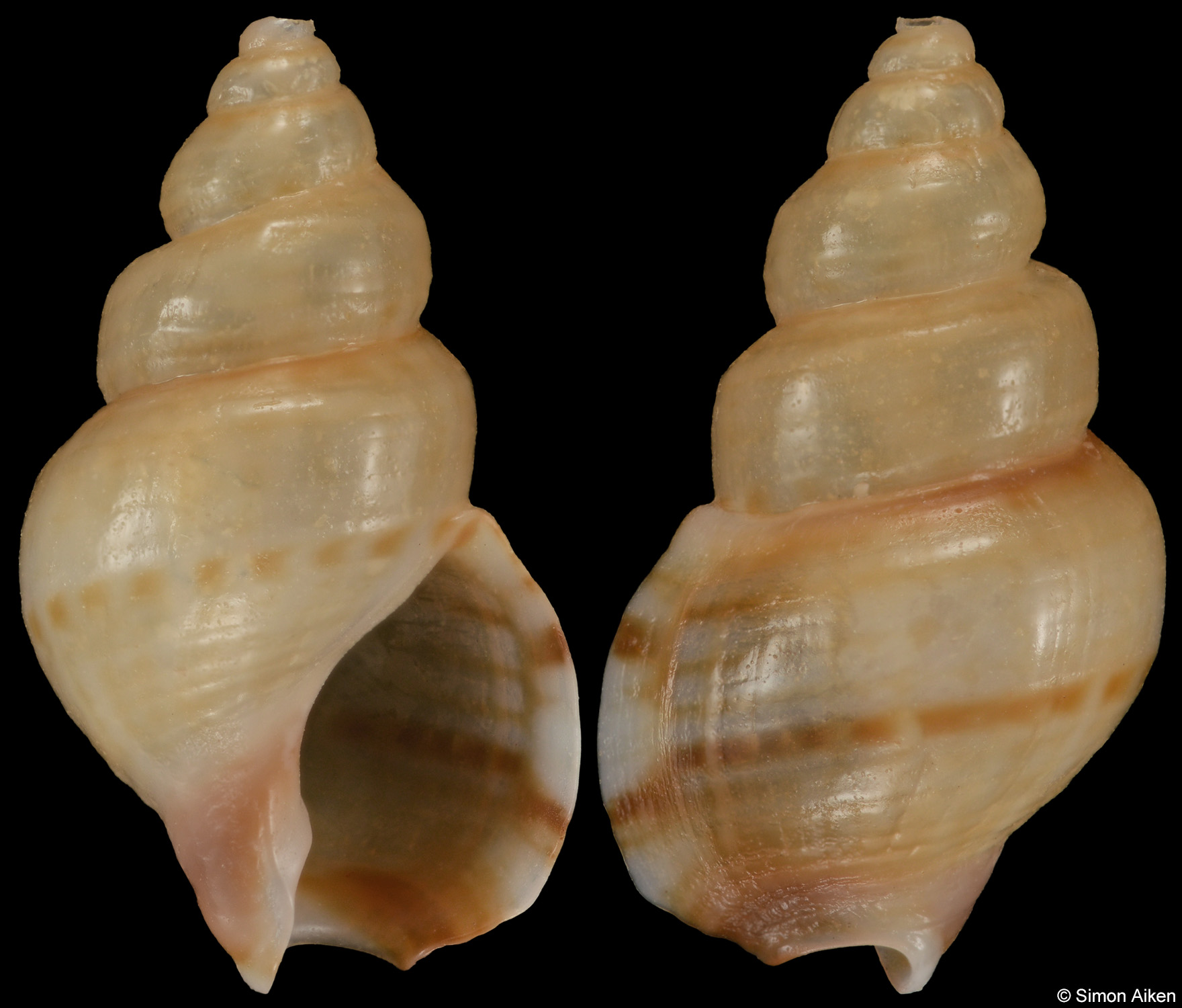Nassarius signatus