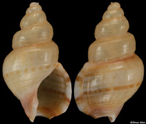 Nassarius signatus