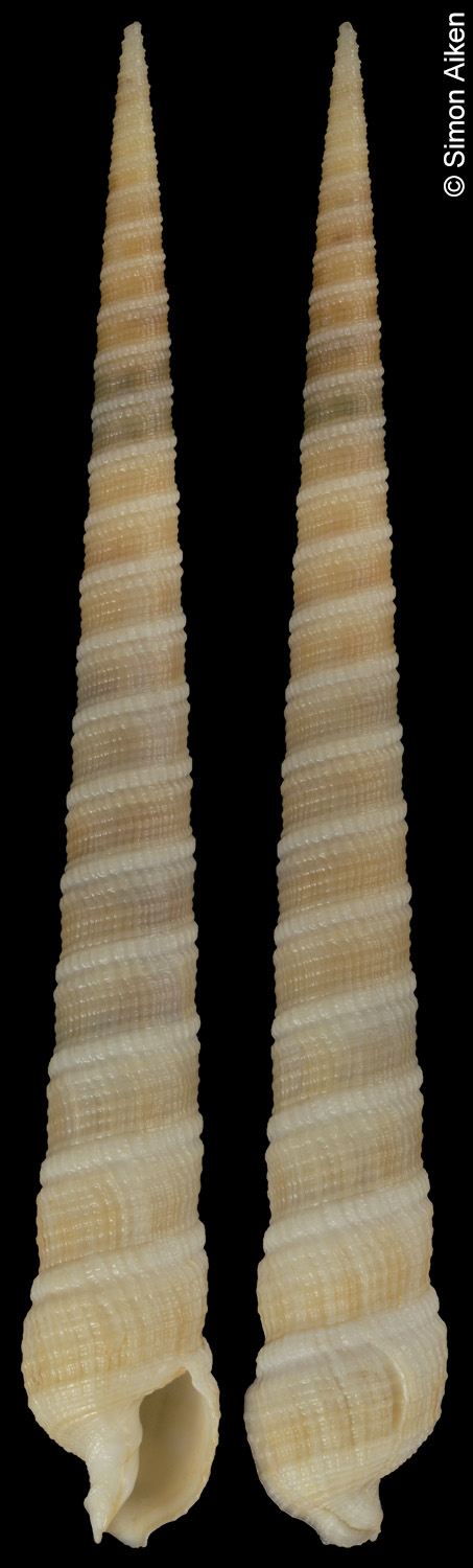 Terebra cumingii