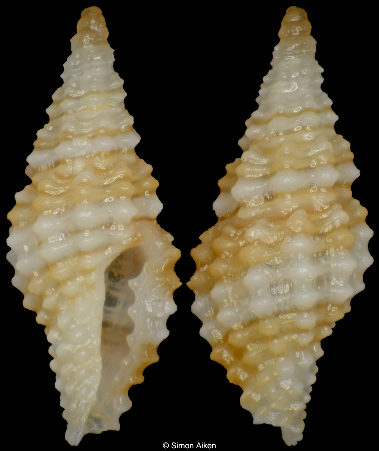 Pseudodaphnella caelata