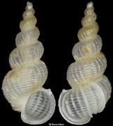 Epitonium harpago