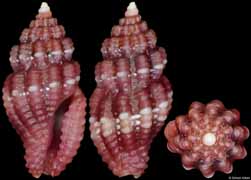 Hemilienardia homochroa