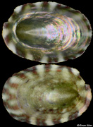 Broderipia iridescens
