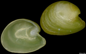 Julia japonica