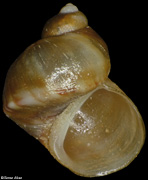 Lacuna smithii