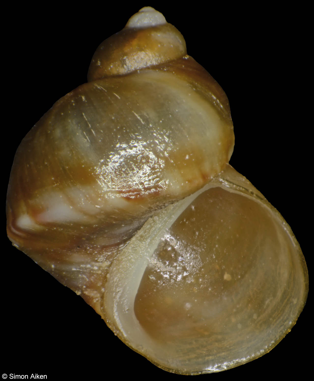 Lacuna smithii