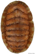 Lepidozona iyoensis