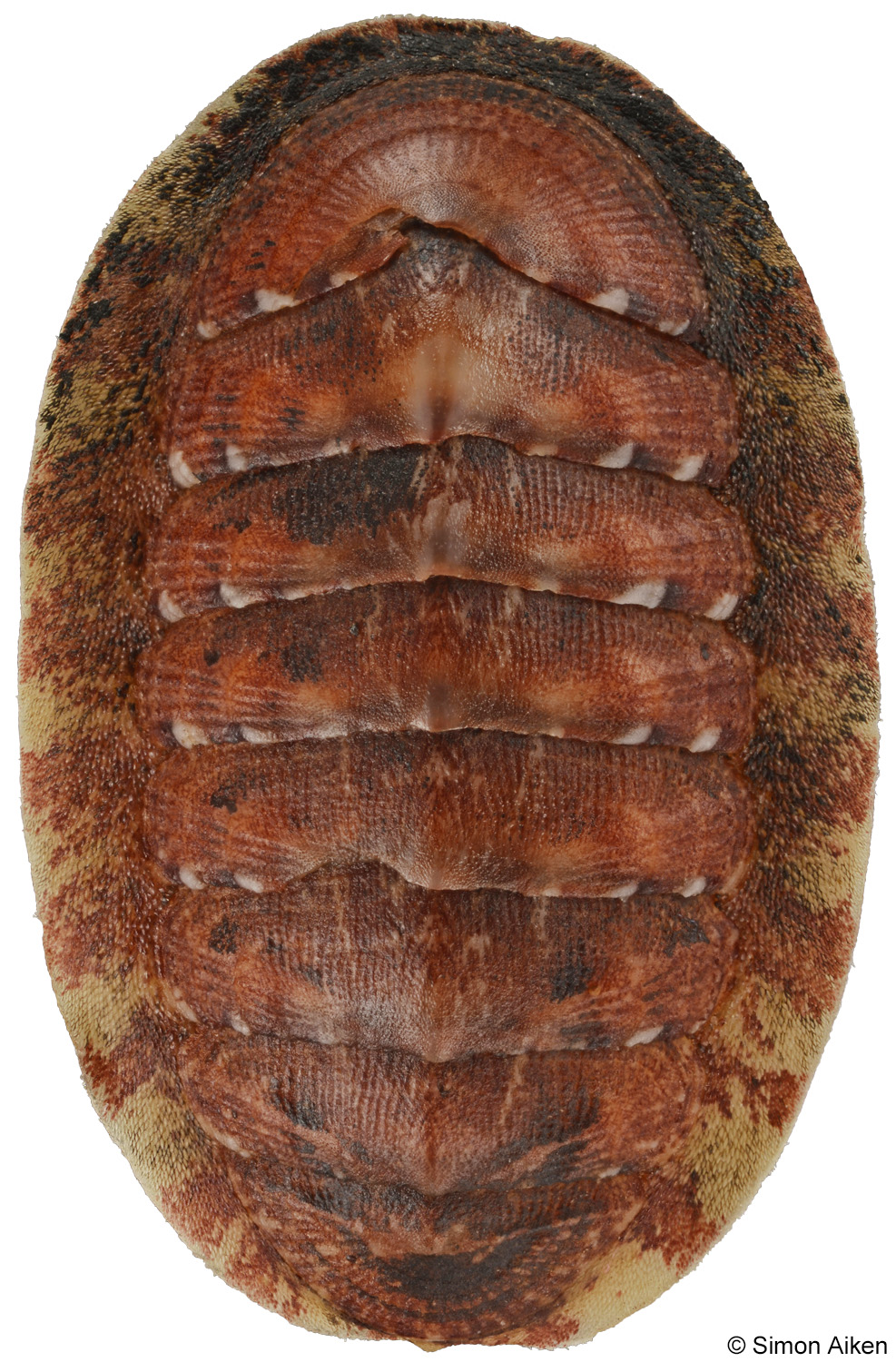 Lepidozona iyoensis