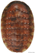 Lepidozona iyoensis