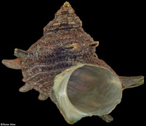 Turbo sazae