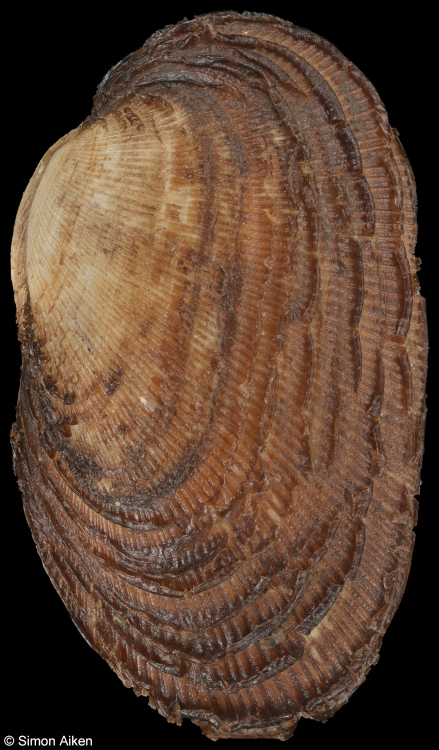 Porterius dalli