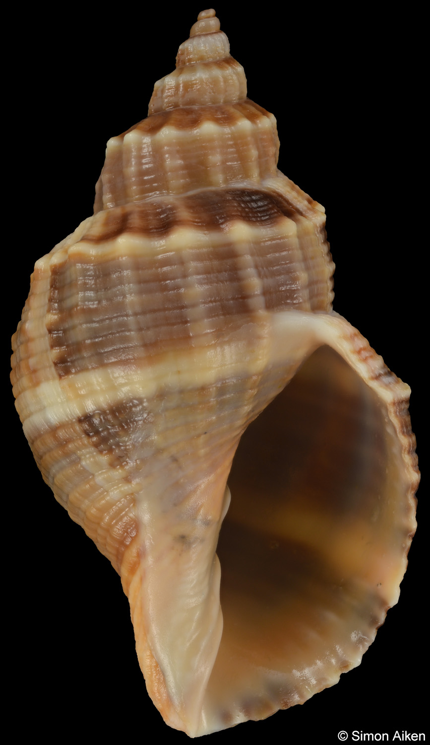 Mercia spengleriana