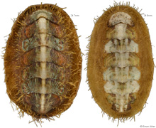 Mopalia schrenki